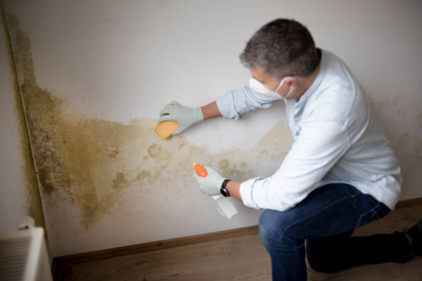 Professional Mold Removal in Kennewick, WA