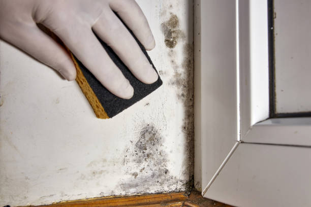 Best Post-Remediation Verification Testing  in Kennewick, WA